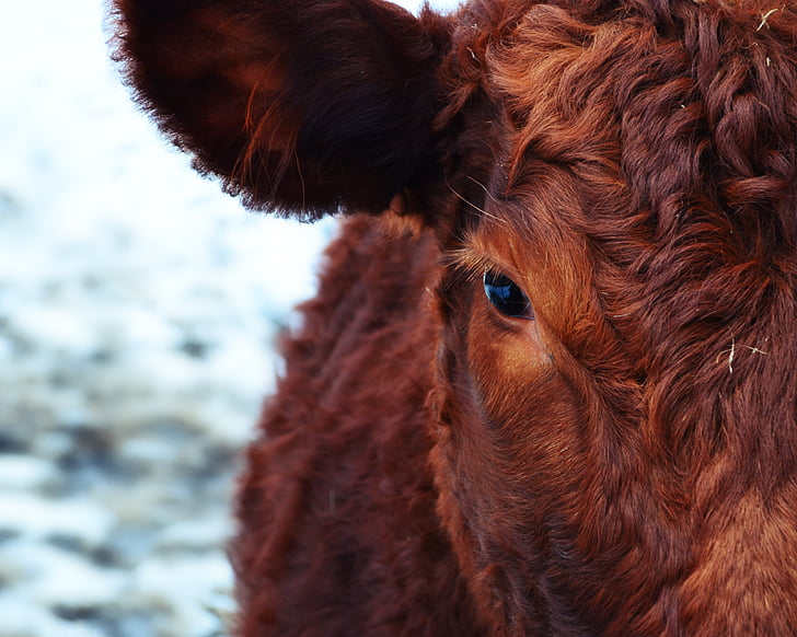 zviera, zvieracie fotografiu, hnedá, hovädzí dobytok, detail, vidiek, krava