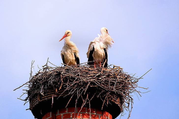 storks, birds, screaming birds, nest, storchennest, rattle stork, plumage