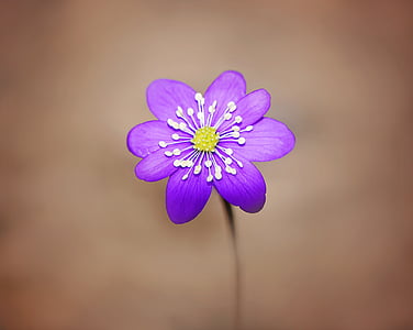 hepatica, flower, blossom, bloom, purple, spring flower, spring