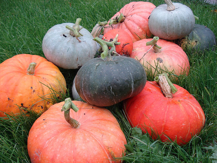 pumpkin, harvest, vegetables