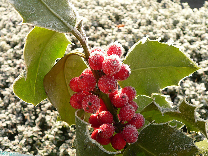 Holly, uva, Natal, decoração, vermelho, Dezembro de, tempo de Natal