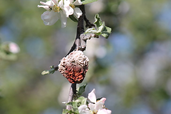 apple, blossom, rotten, spring, close-up, nature, plant