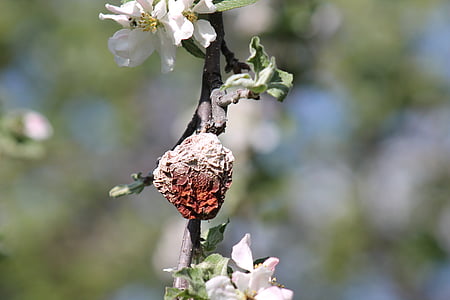 Apple, flor, podrido, primavera, Close-up, naturaleza, planta