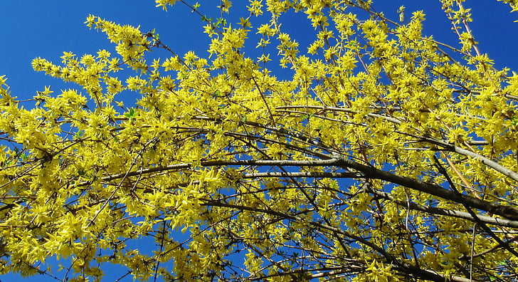 Forsythia, gul blomst, våren, blå himmel, gren, natur, Blossom
