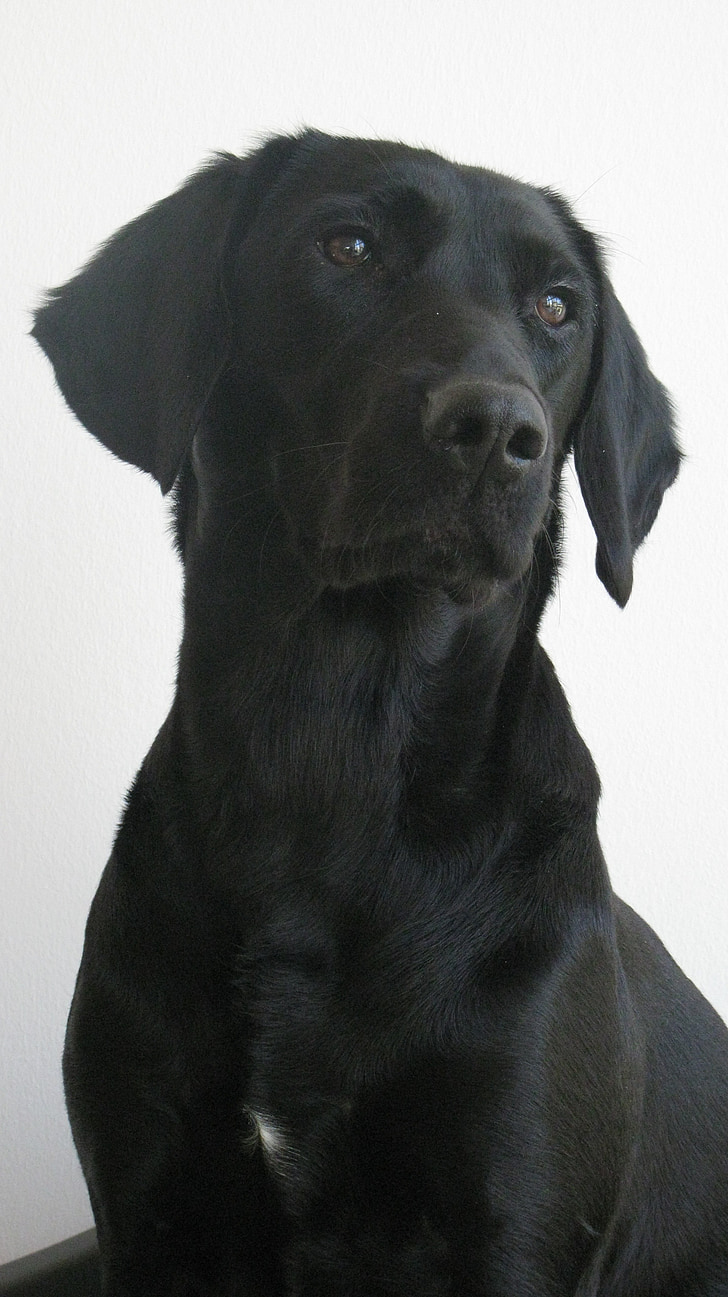 hund, Labrador, Formel1, svart, tik