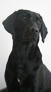 gos, Labrador, formel1, negre, gossa
