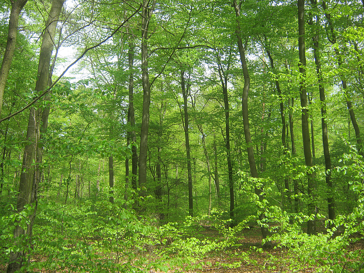 Forest, Príroda, stromy, korún, pozadie, môže, lesné hospodárstvo
