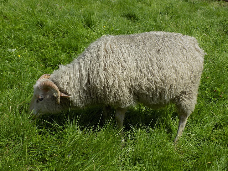 Heidschnucke, Nordische kurzes Heck Schafe, Schafe, Weide