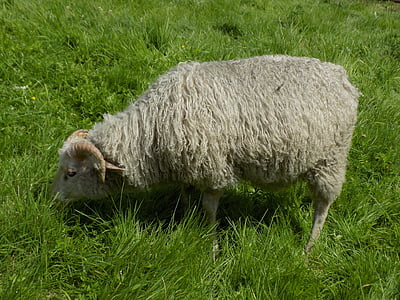 heidschnucke, nordic short tail sheep, sheep, pasture
