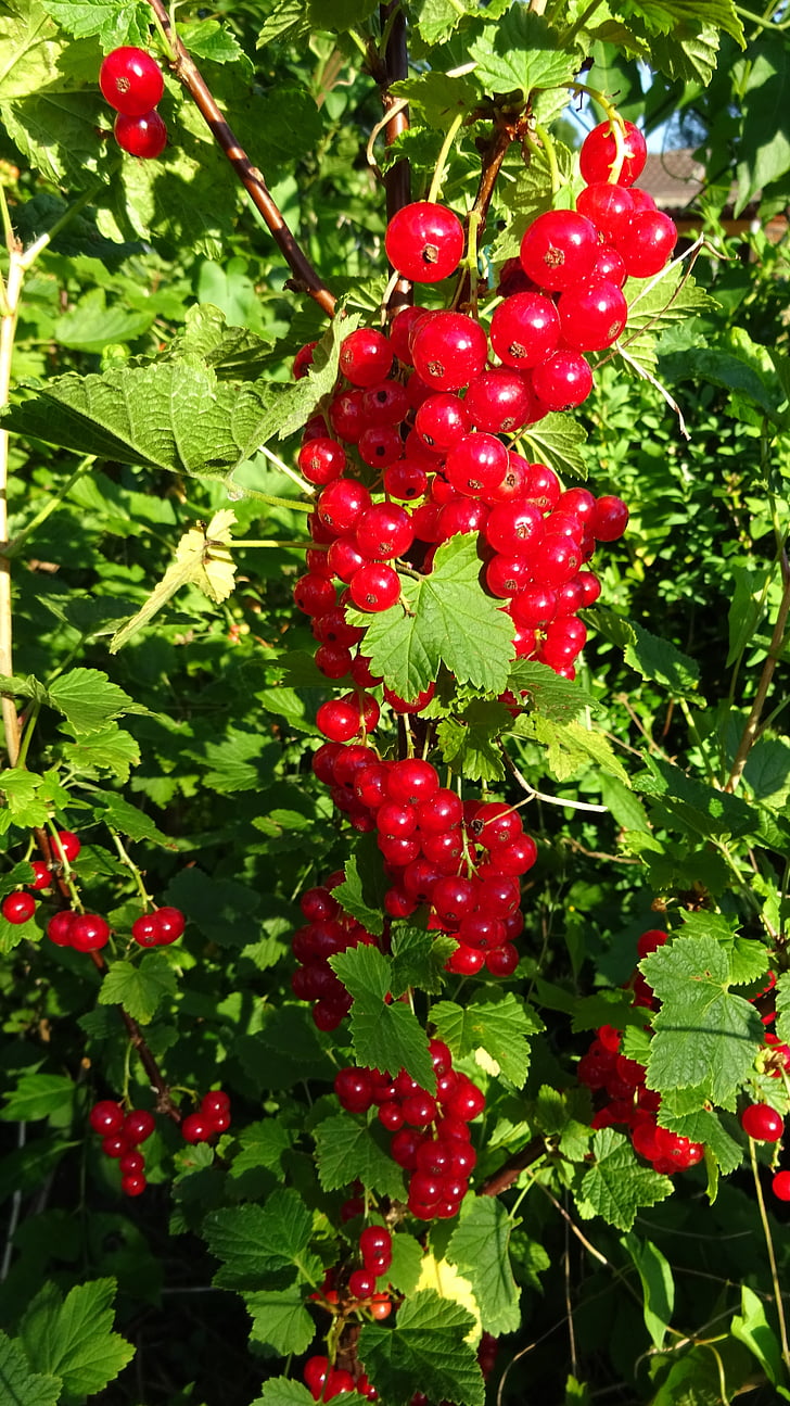 currants, red currant, red, gooseberry greenhouse, bush, ribes, blood currant