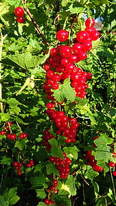 currants, red currant, red, gooseberry greenhouse, bush, ribes, blood currant