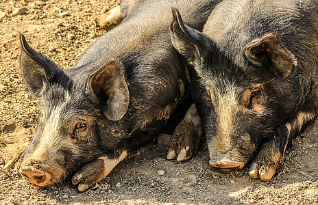 pigs, hogs, muddy, farm animals, swine, pork, domestic