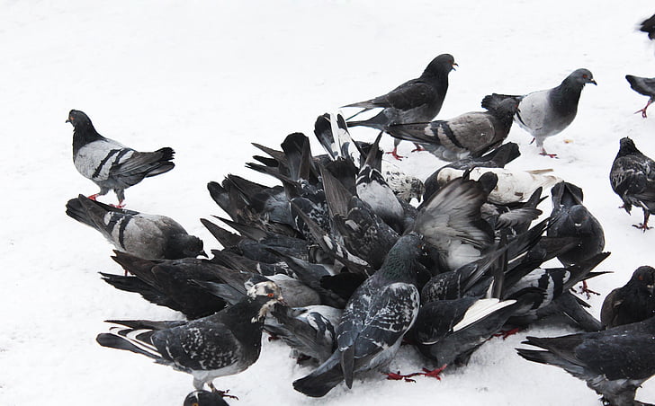 duer, fugler, blå grå duer, fjær løp, wire, Wild pigeons, snø