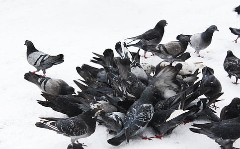 Golobi, ptice, modro siva golobi, pernate dirka, žice, divjih golobov, sneg