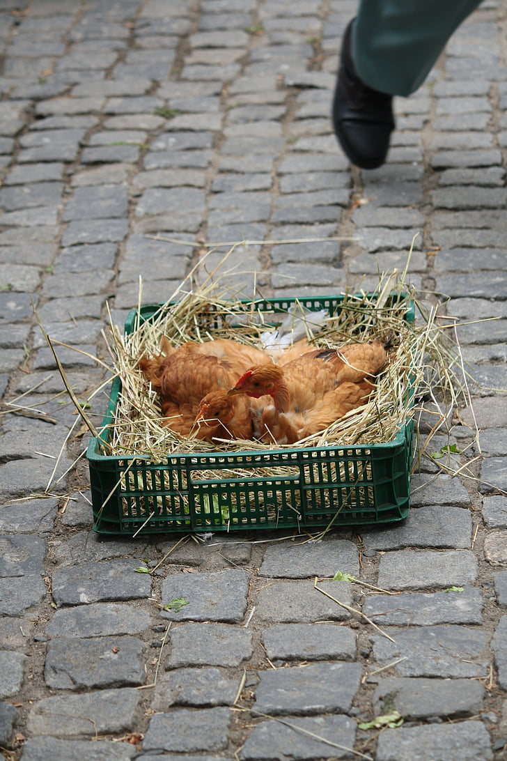 κοτόπουλο, αγορά, κόκορας, καλάθι αγορών