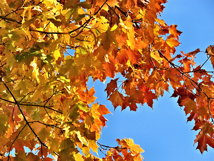 Осень, листья, желтый, оранжевый, Канада