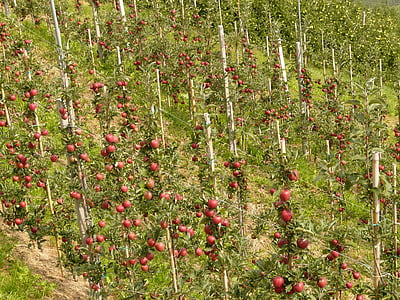 ābolu, augļi, ēst, daba, veselīgi, sarkana, plantācija