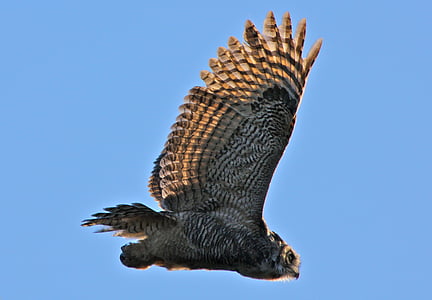 great horned owl, portrait, bird, wildlife, flying, raptor, eyes