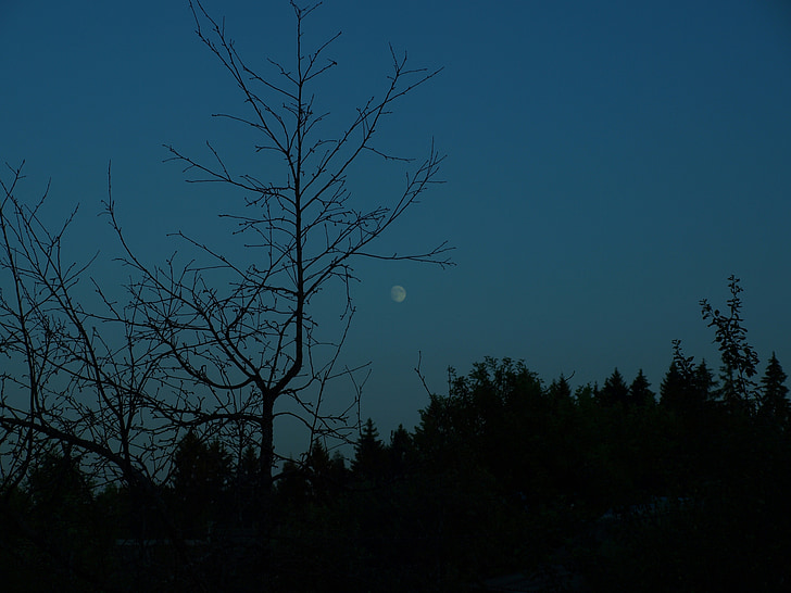 ตอนเย็น, ดวงจันทร์, สีเข้ม, ป่า, ท้องฟ้า