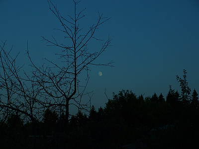 kvällen, månen, mörka, skogen, Sky