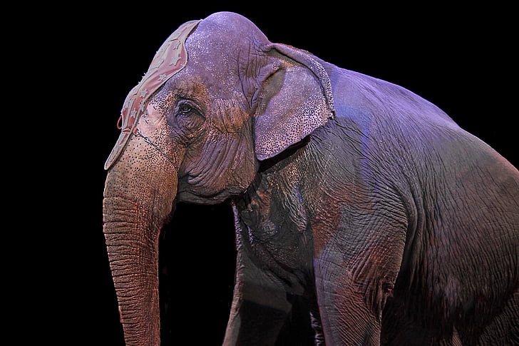 elephant, pachyderm, circus, animal, mammal, wildlife, large