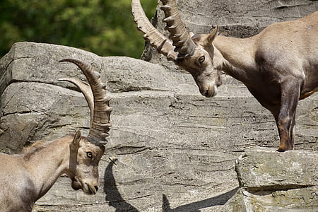 ibex, male, horned, mammal, nature, horns, capricorn