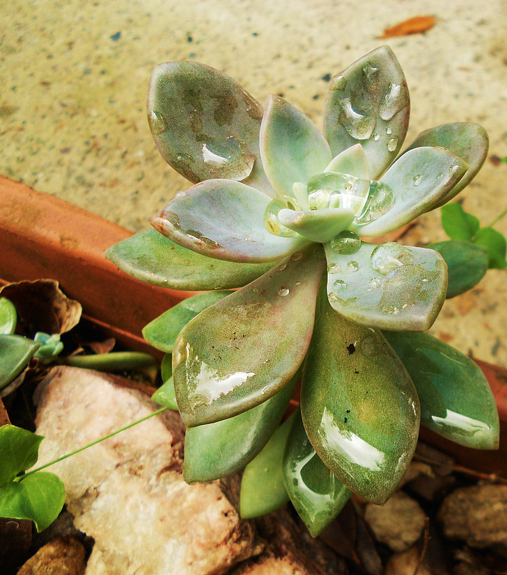 succulent, nature, green, plant, fresh, growth, natural