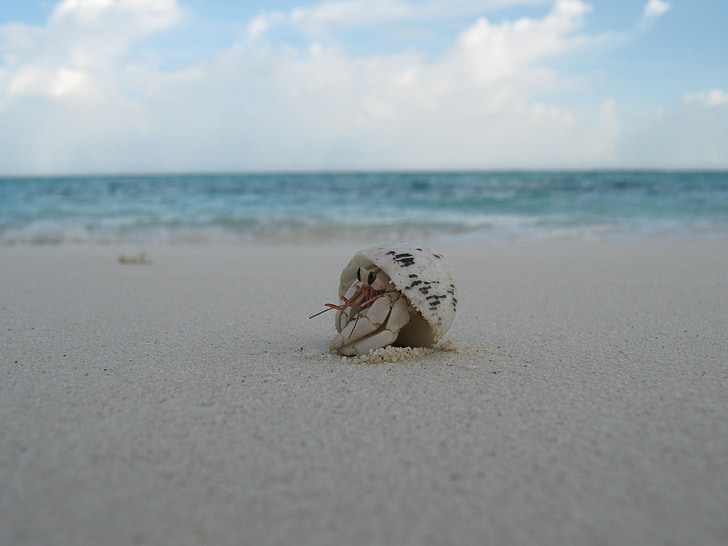 Shell, creatura, spiaggia, Maldive, sabbia, granchio, Peek