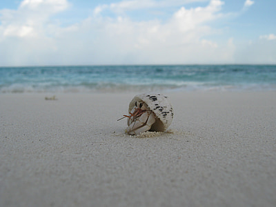 coquille, Créature :, plage, Maldives, sable, crabe, coup d’oeil