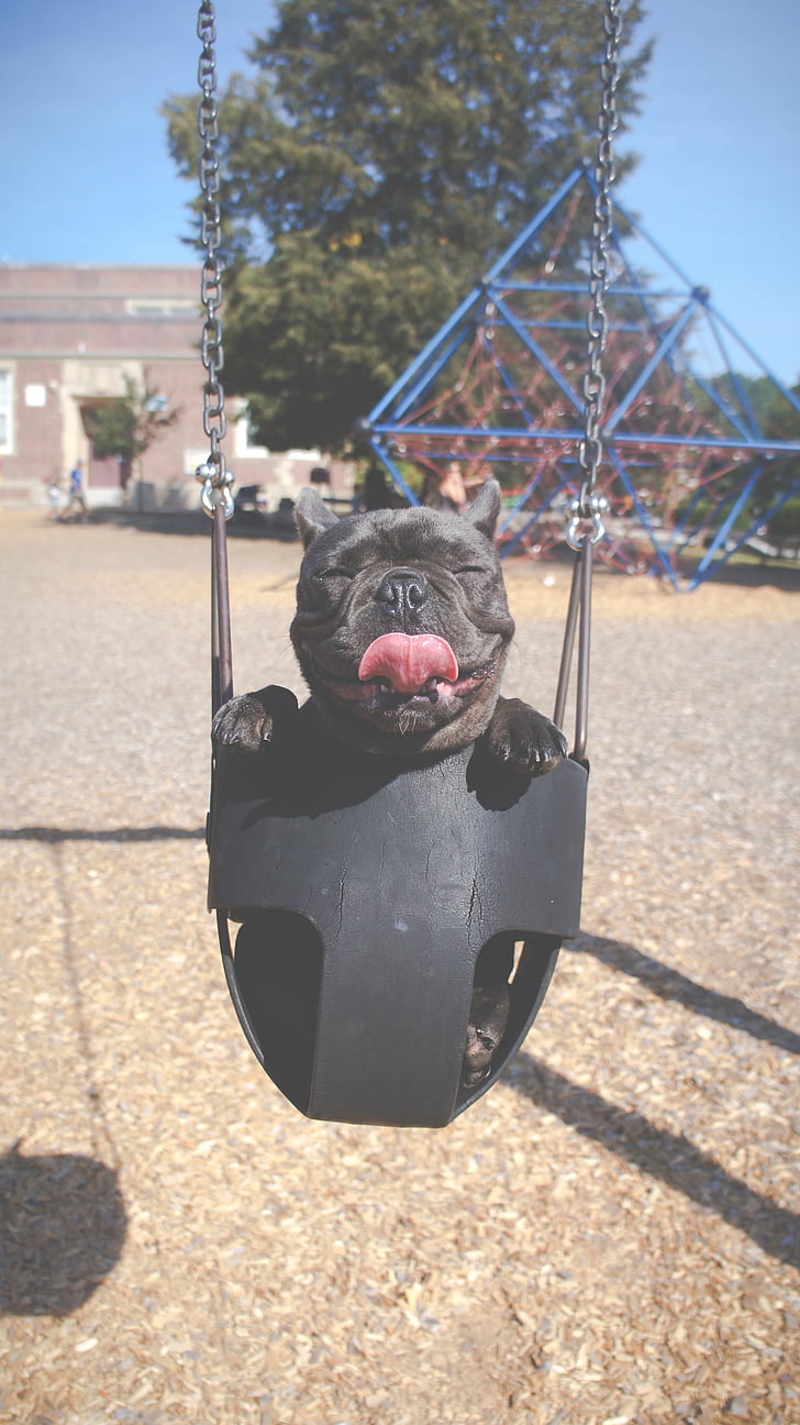 tire swing, swing, playground, fun, dog, puppy, tongue