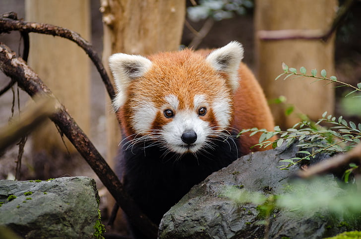 dyr, Nuttet, røde panda, Wildlife, Zoo, animalske dyreliv, Panda - dyr