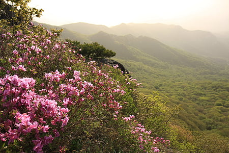 Hong hong emeishan, Azalea, Koreja, pomlad, aprila, azaleje emeishan azaleje Koreja