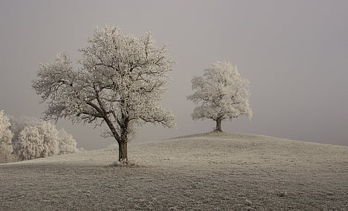 hoarfrost, winter, branches, mood, trueb, foggy, fog