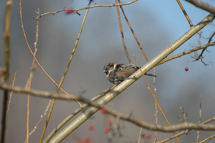 σπουργίτι, ο «Sperling», σπίτι sparrow, Songbird, πουλί