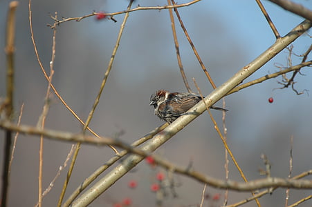 Sparrow, sperling, House sparrow, Songbird, burung