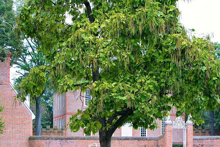 árbol de Catalpa, árbol de Catawaba, Bignoniaceae, fruto vaina de frijol, árbol, orgánica, agricultura