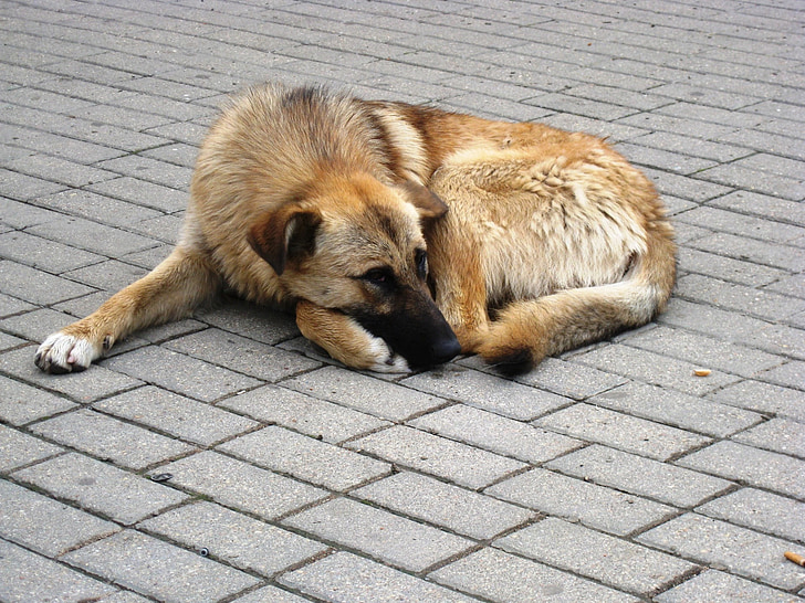 câine, astronira, fără adăpost, Foto, animale, aşteaptă, somn