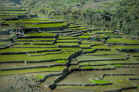 agriculture, asia, landscape, nature, rice fields, rice terraces, terraced Field