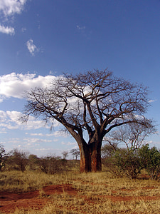 Baobab, Afrika, Baobab dino, drevo, narave, krajine, nebo