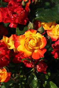 růže, Bud, květ, Bloom, červená, žlutá, nabídka