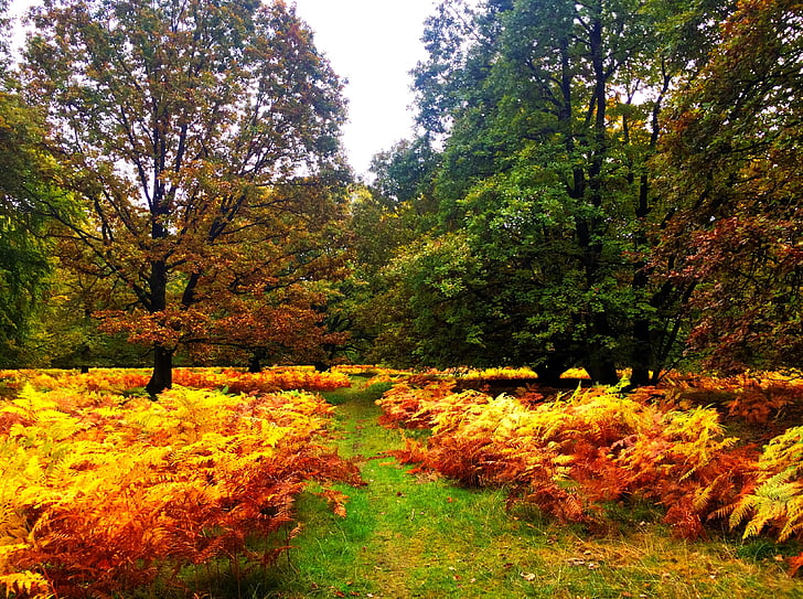 lüneburg heath, autumn, time of year, tree, nature, forest, grass