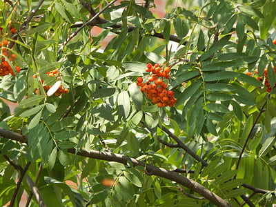 Rowan, φυτό, δέντρο, φύση