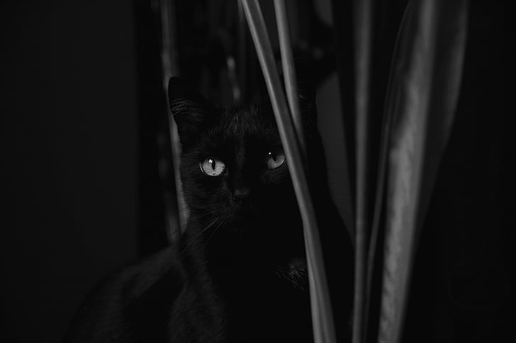 Kot, czarno-białe, młody kotek, kotek, zwierząt, Szukam kota, zwierzętom