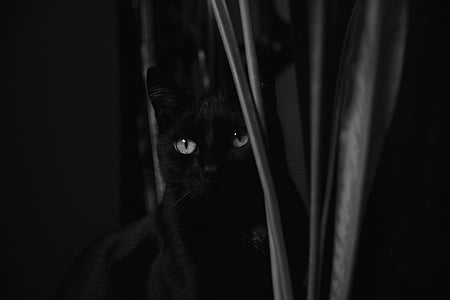 кошка, черный и белый, молодой котенок, котенок, животное, красивый Кот, домашнее животное