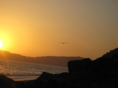 solnedgång, havet, Italien, fågel, Seagull, Rock