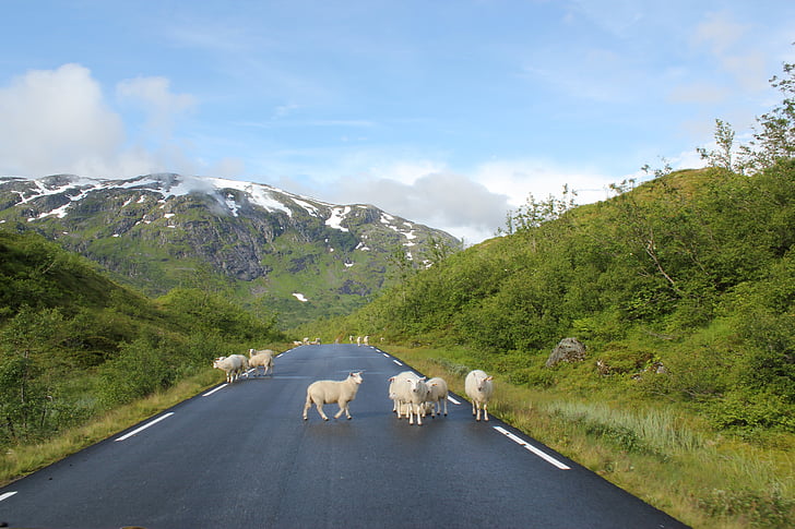 sheeps, estrada, montanhas, animais, Branco, mamíferos, Grupo