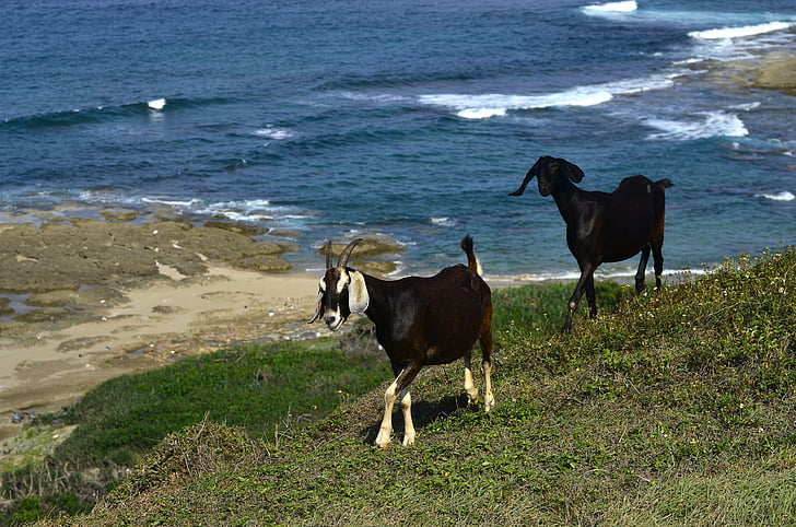 goats, sea, foam, fauna, animal, nature, black goat