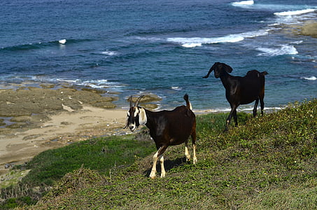 kambing, laut, busa, fauna, hewan, alam, kambing hitam