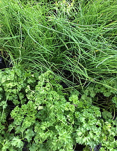 julivert, cibulet, vegetals, fresc, verd, Sa, herba