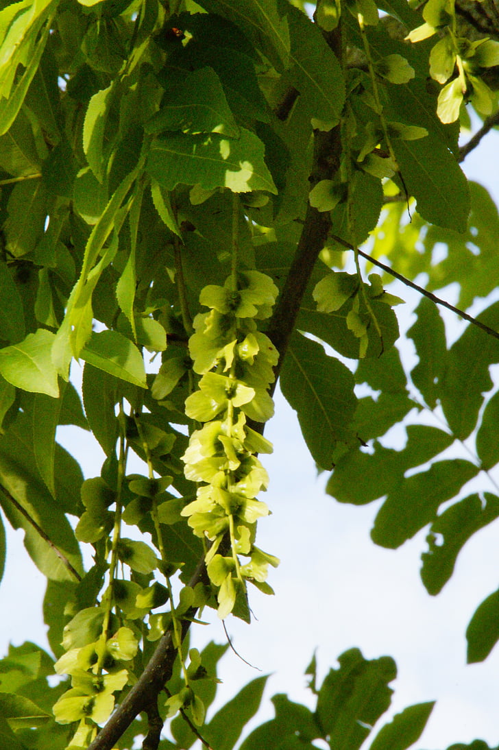wing nut, pods, fluegelfruechte, walnut crop, tree, green, deciduous tree